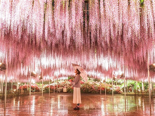 ■【栃木】夜を彩る★藤のライトアップ!世界一美しいふじのはな物語「あしかがフラワーパーク」&果実畑の隠れ家でデザートビュッフェ&宇都宮餃子®食べ歩き!1